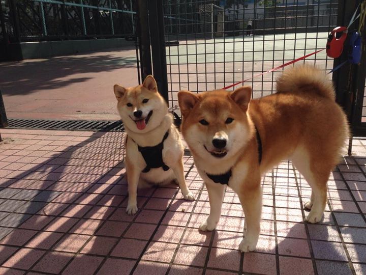 开云官网登录-2024年国际乒联混合团体世界杯:埃及队展现不屈斗志,乒乓男团vs埃及