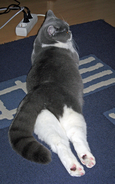 开云体育在线赛事直播-印度赛制创新:如何从内部推动全球赛事竞争,印度大奖赛